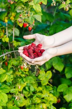 harvesting - handful of red raspberries with green bush on background