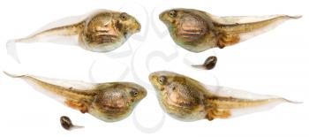 set of frog tadpoles close up isolated on white background