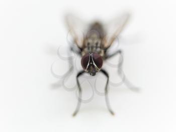 frontal view of housefly close up on white background