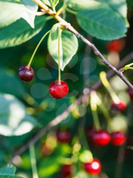 two red cherry ripe fruits on tree in summer day