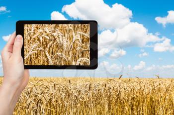travel concept - tourist takes pictures of ears of ripe wheat on field under blue sky with white clouds on tablet pc