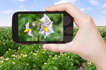 travel concept - tourist takes picture of potato flowers at potatoes field on smartphone