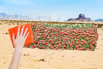 season concept - hand deletes desert by orange cloth from image and tulip flowers are appearing