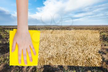 season concept - hand deletes spring plowed field by yellow cloth from image and ripe wheat plantation is appearing