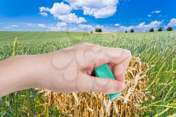 season concept - hand deletes green wheat field by rubber eraser from image and yellow ripe wheat ears are appearing