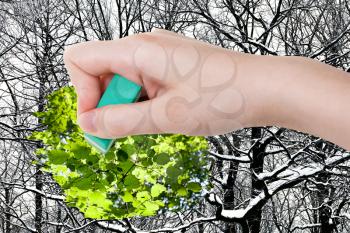 season concept - hand deletes winter woods by rubber eraser from image and green summer foliage are appearing
