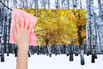 season concept - hand deletes bare birch trunks in winter by pink cloth from image and autumn woods are appearing