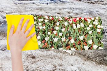 season concept - hand deletes melting snow by yellow cloth from image and tulip flowers are appearing