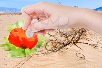 weather concept - hand deletes dry sand desert by rubber eraser from image and red poppy flower are appearing