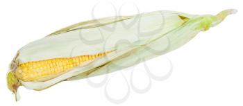 fresh ear of ripe corn isolated on white background