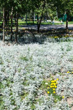 flower bed with cineraria (jacobaea) maritima (dusty miller, silver dust) plant in urban garden in summer day