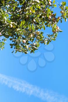 green branch with ripe yellow and pink apple fruits with blue sky background in orchard in summer