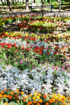 flowerbed with dianthus flowers and jacobaea (cineraria maritima) plant in urban garden