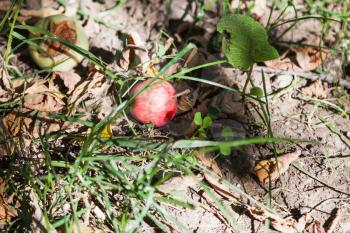 fallen ripe apples on dry ground in summer