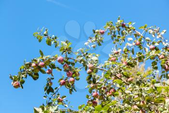 green branch with ripe red malus apple and blue sky background in forest in summer