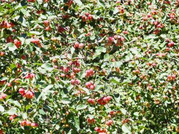 many ripe red wild apples on tree in forest in summer