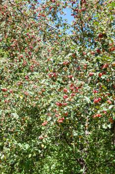 wild apple tree with ripe red apples in forest in summer