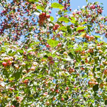 wild apple tree with pink malus apples in forest in summer