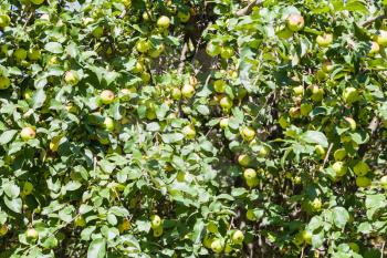 many ripe yellow apples on tree in orchard in summer