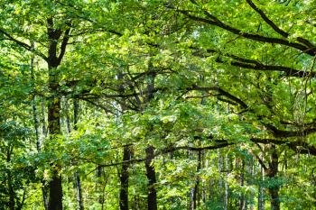 natural background - green branches of oak trees in forest in summer day