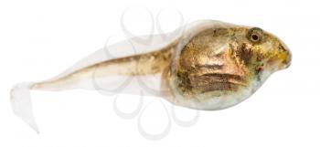 one tadpole of frog close up isolated on white background