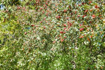 wild malus tree with ripe red apples in forest in summer