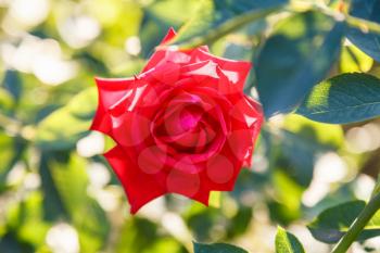 fresh red rose outdoors in summer garden
