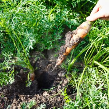 harvesting - freshly picked ripe carrot in hand and green garden bed