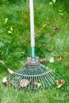 cleaning of leaf litter from green lawn by rake