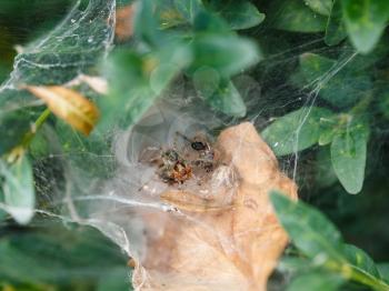 garden spider in cobweb close up on boxwood bush