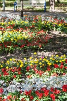 flowerbed with dianthus flowers and cineraria maritima plant in urban garden