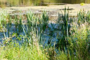 Reed in forest pond overgrown with slime and duckweed in summer day