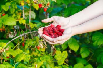 harvesting - handful of ripe raspberries outdoors