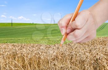 harvesting concept - hand with pencil draws ripe wheat in green field