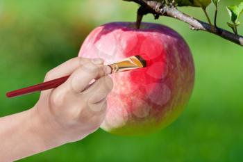 harvesting concept - hand with paintbrush paints red ripe apple in garden