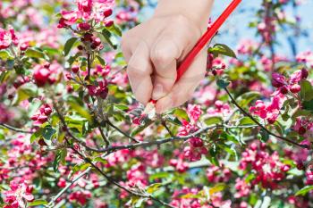 gardening concept - hand with pencil draws red flowers on apple tree in spring