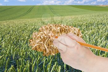 harvesting concept - hand with pencil draws ripe ears of wheat in green field