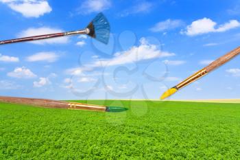 harvesting concept - paintbrushes on green lucerne field under blue sky
