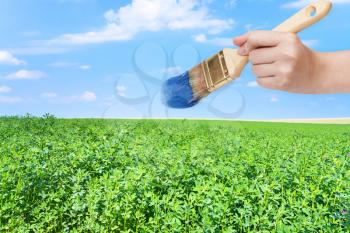 harvesting concept - hand with paintbrush paints blue sky over green lucerne field