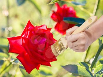 nature concept - hand with paintbrush paints rose petal in red colour outdoors