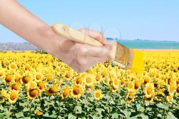 harvesting concept - hand paints by paintbrush yellow field of sunflowers