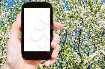 travel concept - hand holds smartphone with cut out screen and blossoming tree in spring on background