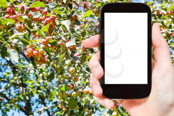 travel concept - hand holds smartphone with cut out screen and ripe apple fruits on tree on background
