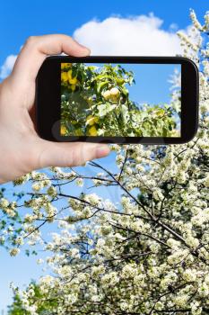 garden concept - farmer photographs picture of ripe yellow apples on branch with blossoming apple tree on background on smartphone
