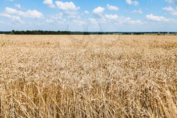country landscape with field od ripe wheat under blue sky with white clouds in sunny summer day