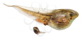 two frog tadpoles close up isolated on white background