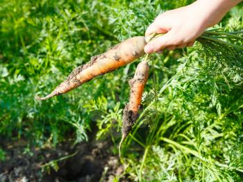 harvesting - Two picked carrots in hand and garden bed on background