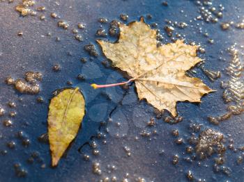 yellow fallen leaves in puddle from melting first snow in autumn