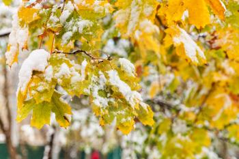 first snow on yellow leaves of maple tree in autumn day