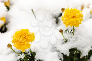yellow flowers under first snow on frozen flowerbed in autumn